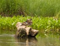 Family couple of mandarin ducks sitting on a flooded tree