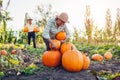 Family couple of senior farmers pick pumpkins in autumn field at sunset. Woman puts vegetables in pile. Fall harvest