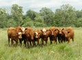Family cow photo Royalty Free Stock Photo