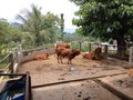 A Family Cows Of Local Farmer Farm.