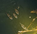 Family of coypu nutria Myocastor coypus Royalty Free Stock Photo