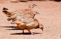 Family of Crested Francolin