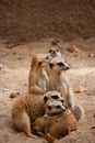 Family of curious meercats Royalty Free Stock Photo