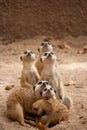 Family of curious meercats Royalty Free Stock Photo