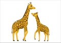 Family of cute cartoon giraffes