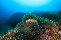 Family of cute Clownfish in their home anemone on a coral reef