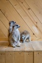 Family of cute curious familt Meerkats Royalty Free Stock Photo