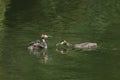 A family of stunning Great Crested Grebe Podiceps cristatus swimming in a river. One of the parent birds is feeding a fish to th Royalty Free Stock Photo
