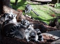 Group of lemurs communicating outdoor