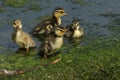 A family of cute Mallard ducklings, Anas platyrhynchos, feeding at the edge of a weir.