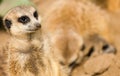 Family of cute meerkats Royalty Free Stock Photo