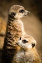 Family of cute meerkats Royalty Free Stock Photo