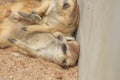 Family of cute meerkats Royalty Free Stock Photo