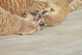 Family of cute meerkats Royalty Free Stock Photo