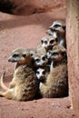 A family of cute meerkats Royalty Free Stock Photo