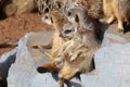 A family of cute meerkats sits on a stone and rest Royalty Free Stock Photo