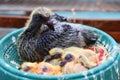 A family of cute pigeons Royalty Free Stock Photo