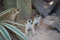 Family cute Slender-Tailed Meerkats in the zoo