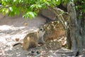 Family cute Slender-Tailed Meerkats in the zoo Royalty Free Stock Photo