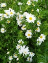 A family of daisies in a meadow in Monrepos Park 1