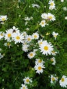 A family of daisies in a meadow in Monrepos Park 2