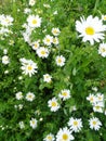 A family of daisies in a meadow in Monrepos Park 3