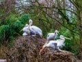 Family of dalmatian pelicans on their nest, near threatened birds from Europe, group of pelicans together