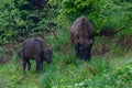 Family of dangerous european bison in forest in National park Bieszczady, Poland