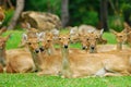 Family deer