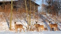 Family of deer