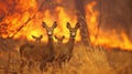 A family of deer hastily fleeing from a wall of flames their natural habitat now a dangerous and deadly threat to their Royalty Free Stock Photo