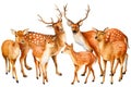 Family of deer, isolated on white background, forest animal. Watercolor illustration