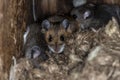 A family of deer mice take over a bird nesting box in late fall to keep warm Royalty Free Stock Photo