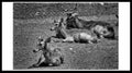 A family of deer relaxing