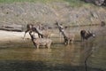 A family of deer Royalty Free Stock Photo