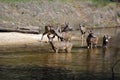 A family of deer Royalty Free Stock Photo