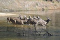 A family of deer Royalty Free Stock Photo