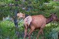Family deer in the Yellowstone national park