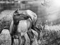 Family deer in the Yellowstone national park