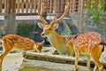 Family Deer in the Zoo