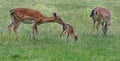 Wild animal. Family of deer in green grass.