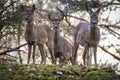 Family of deers in a forest