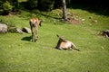Family deers or roe deer in a green meadow in the wild. Wild male mammal in nature Royalty Free Stock Photo