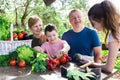 Family discusses the harvest of vegetables at the table of the village house