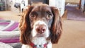 Family dog indoors hearing help trained Royalty Free Stock Photo