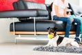 Family dog playing with ball in living room Royalty Free Stock Photo