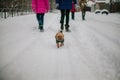 Family with dog walks in the park in the winter in the snow. Children in hats enjoy nature, run and throw snow. Royalty Free Stock Photo