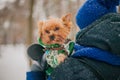 A girl walking a dog on a leash in a park in the winter in the snow. care for a dog in the cold season.