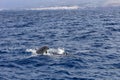 Dolphins swimming in atlantic ocean near the coast of Tenereife Royalty Free Stock Photo