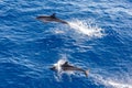 Family dolphins swimming in the blue ocean in Tenerife,Spain Royalty Free Stock Photo